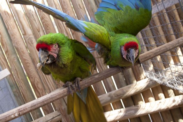 La muestra de aves de Terra Natura Murcia crece con la introducción de una pareja de guacamayos militares - 1, Foto 1