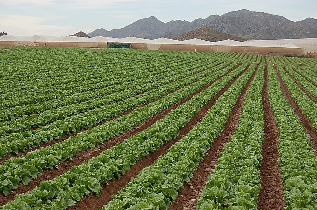 La cosecha de lechuga en la Región aumentó en 2013 un 7´5 por ciento respecto a la pasada campaña - 1, Foto 1