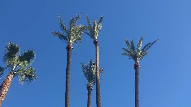 Medio Ambiente poda 12.000 palmeras en los últimos tres meses - 2, Foto 2