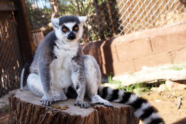 Terra Natura Murcia dedica un fin de semana a los lémures - 2, Foto 2