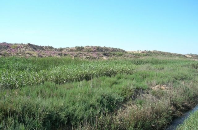 Más de 1.000 plantas restauran el paisaje protegido de Saladares del Guadalentín, Foto 1