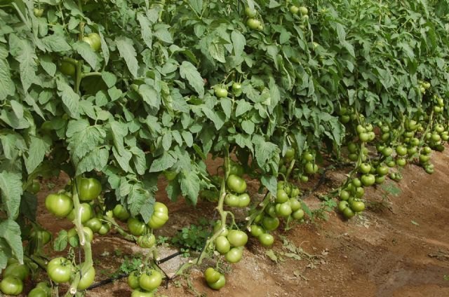 La cosecha de tomate en la Región aumentó en 2013 un 3,3 por ciento respecto a la campaña anterior - 1, Foto 1