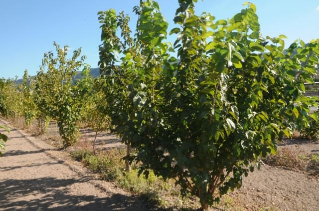 Agricultura investiga nuevos usos de las moreras y el momento más adecuado para su reproducción con el mínimo coste - 1, Foto 1