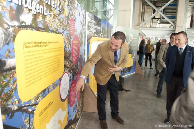 El árbol protagoniza una muestra de concienciación que llega a Cartagena - 3, Foto 3