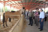 Inaugurada la Feria de Ganado Equino de Puerto Lumbreras 2014 que muestra más de 400 ejemplares de ganado durante todo el fin de semana