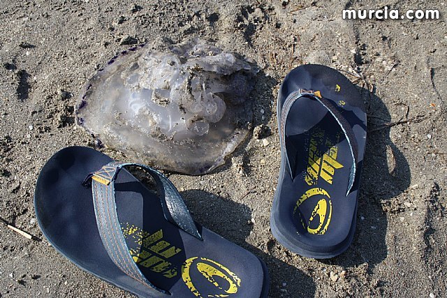 Agricultura informa a los ayuntamientos costeros, entidades y organismos sobre el dispositivo de control de medusas en el Mar Menor - 1, Foto 1