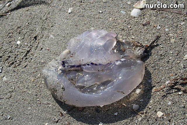 Agricultura informa a los ayuntamientos costeros, entidades y organismos sobre el dispositivo de control de medusas en el Mar Menor - 2, Foto 2