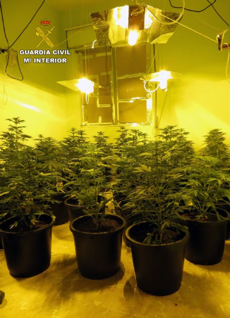 La Guardia Civil detiene a dos personas por delitos de cultivo y tráfico de marihuana - 5, Foto 5