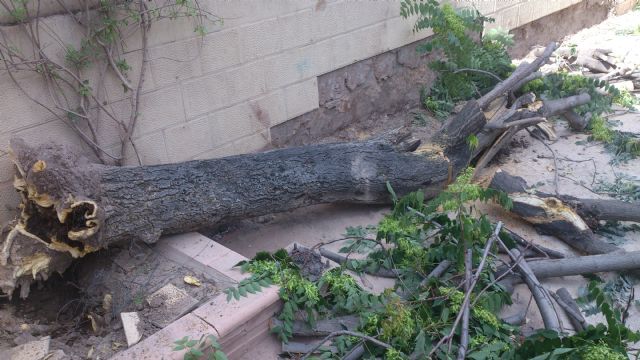 Izquierda Unida- Verdes propondrá medidas para evitar que actuaciones como la del Jardín de las Ranas se repitan - 4, Foto 4