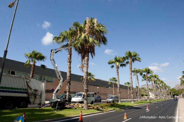 El Ayuntamiento sanea las palmeras de la zona del puerto - 1, Foto 1