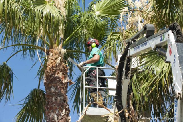 El Ayuntamiento sanea las palmeras de la zona del puerto - 2, Foto 2