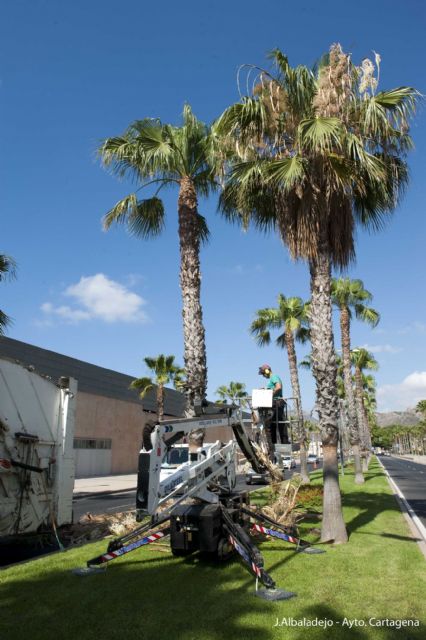 El Ayuntamiento sanea las palmeras de la zona del puerto - 3, Foto 3