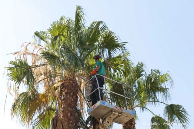 El Ayuntamiento sanea las palmeras de la zona del puerto - 4, Foto 4