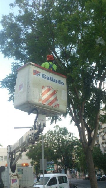 Medio Ambiente realiza la poda en altura en ejemplares de Murcia y El Palmar - 2, Foto 2