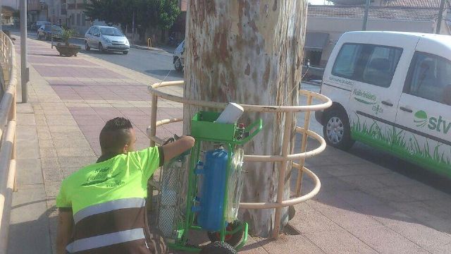 Medio Ambiente realiza la poda en altura en ejemplares de Murcia y El Palmar - 3, Foto 3