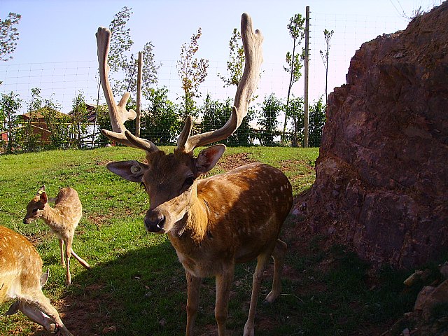 Nuevas crías de gamos y ciervos comienzan a poblar Terra Natura Murcia - 1, Foto 1