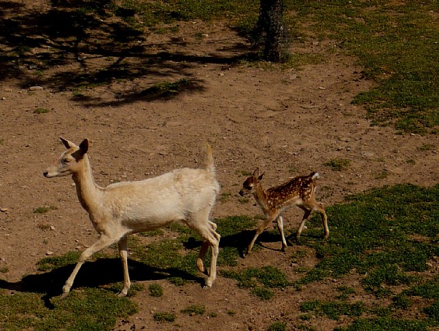 Nuevas crías de gamos y ciervos comienzan a poblar Terra Natura Murcia - 2, Foto 2