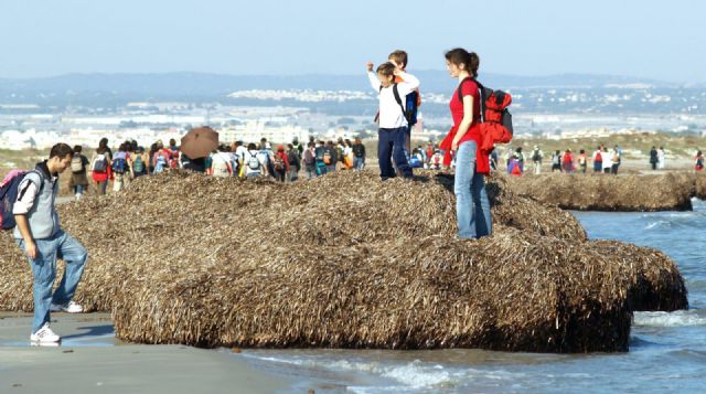 Medio Ambiente pone en marcha la campaña de sensibilización sobre la planta marina posidonia oceánica - 1, Foto 1