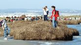 Medio Ambiente pone en marcha la campaña de sensibilizacin sobre la planta marina posidonia ocenica