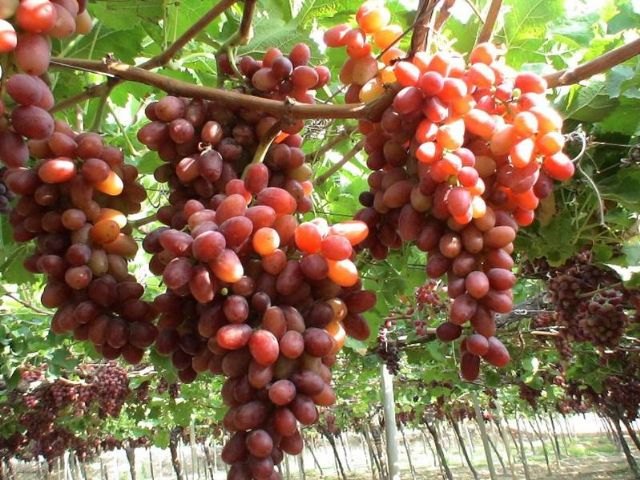 El valor de las exportaciones murcianas de uva de mesa superó los 162 millones en 2013 - 1, Foto 1