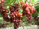 El valor de las exportaciones murcianas de uva de mesa superó los 162 millones en 2013