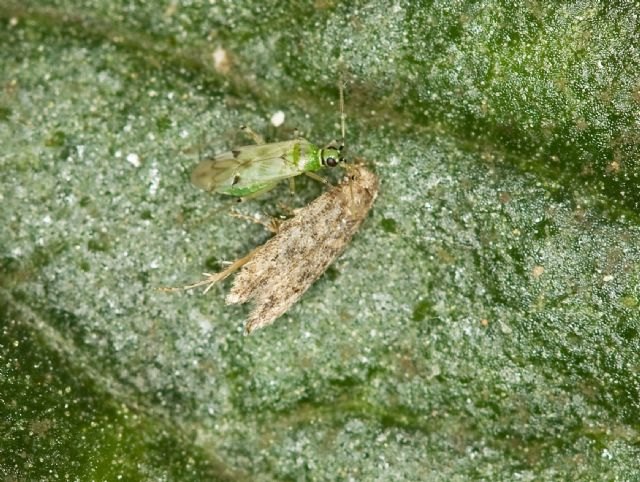 Agricultura expone en una jornada técnica los programas de actuación para el control de virosis transmitidas por insectos vectores - 1, Foto 1