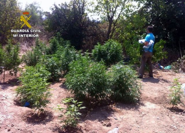 La Guardia Civil detiene a los cuatro responsables de dos plantaciones de marihuana en Espinardo y Cabezo de Torres - 2, Foto 2
