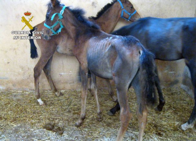 La Guardia Civil inmoviliza cuarenta caballos desnutridos en una explotación equina en Mula - 4, Foto 4