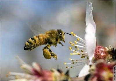 Agricultura propone a Bruselas una ayuda adicional para los apicultores por contribuir a preservar la flora protegida - 1, Foto 1