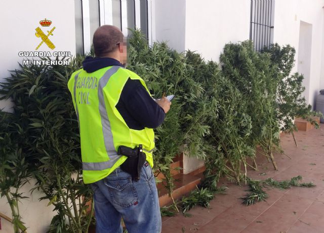 La Guardia Civil desmantela dos puntos de cultivo de marihuana en Beniaján y Calasparra - 3, Foto 3