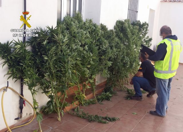 La Guardia Civil desmantela dos puntos de cultivo de marihuana en Beniaján y Calasparra - 4, Foto 4