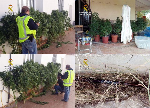 La Guardia Civil desmantela dos puntos de cultivo de marihuana en Beniaján y Calasparra - 5, Foto 5