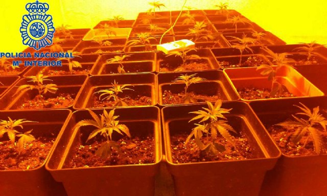 La Policía Nacional combate también el pequeño tráfico de estupefacientes desmantelando una pequeña plantación de marihuana en una casa deshabitada - 2, Foto 2