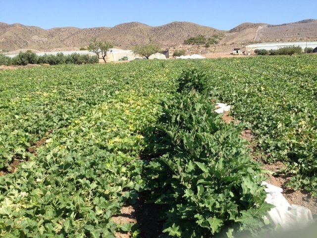 Agricultura concluye con éxito experiencias para el enriquecimiento de fauna auxiliar en plantaciones de melón y sandía de Águilas y Cartagena - 1, Foto 1