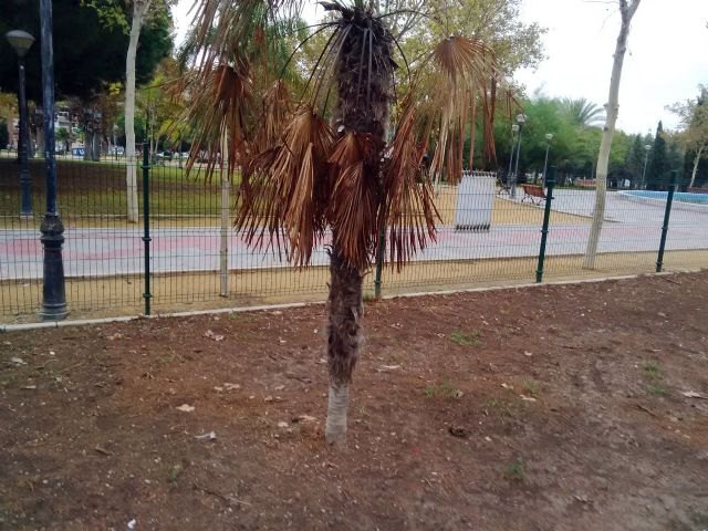 El Grupo Socialista denuncia el mal estado de la zona para perros en el jardín de las Tres Copas - 2, Foto 2