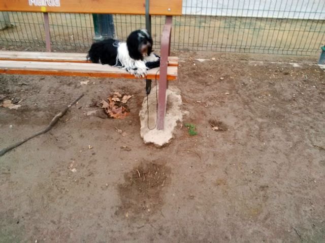 El Grupo Socialista denuncia el mal estado de la zona para perros en el jardín de las Tres Copas - 3, Foto 3