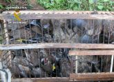La Guardia Civil decomisa ms de medio centenar de aves fringlidas capturadas furtivamente