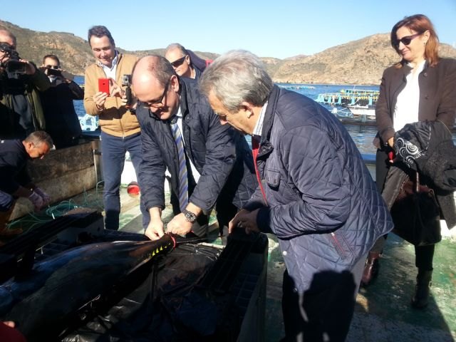 La Región de Murcia avanza en el ciclo de la reproducción del atún rojo criado en cautividad con la captura de los primeros ejemplares - 2, Foto 2