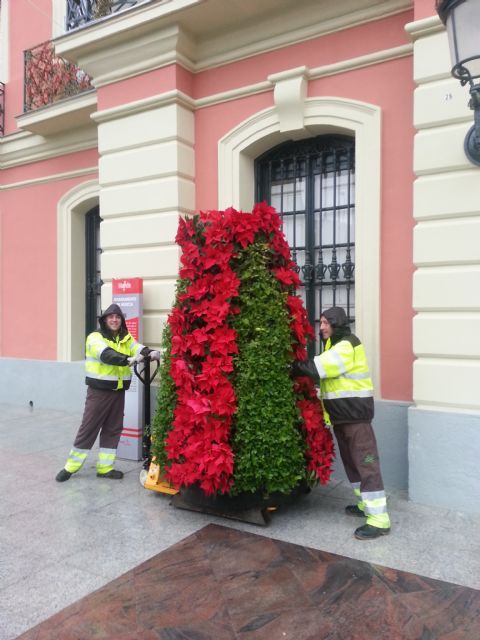 Flores de Navidad en la puerta del Ayuntamiento de Murcia - 2, Foto 2