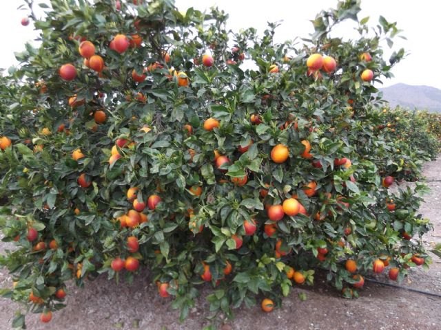 Agricultura desarrolla un proyecto para adaptar la producción de naranjas sanguinas a las demandas de los consumidores - 1, Foto 1