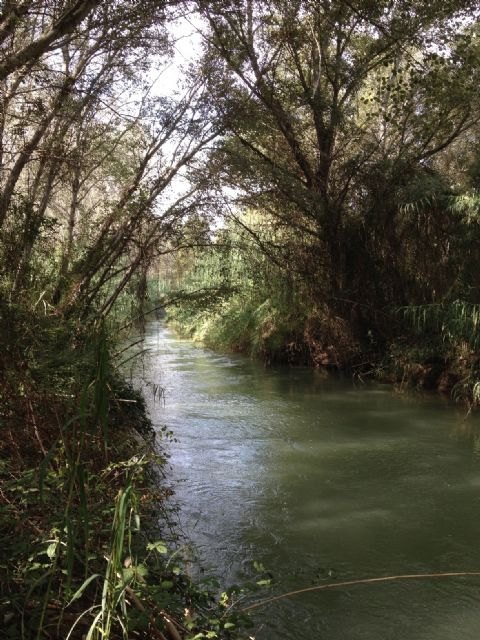 Medio Ambiente recupera la vegetación autóctona del río Segura y desarrolla una Red de Custodia del Territorio - 1, Foto 1