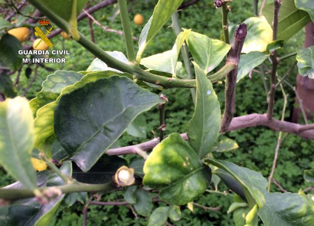 La Guardia Civil detiene a tres personas e imputa a otras dos por la sustracción de más de cinco toneladas de limones en Murcia y Lorca - 1, Foto 1