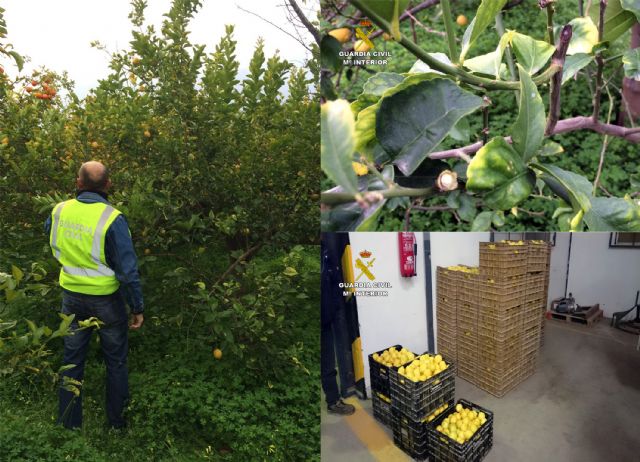 La Guardia Civil detiene a tres personas e imputa a otras dos por la sustracción de más de cinco toneladas de limones en Murcia y Lorca - 2, Foto 2