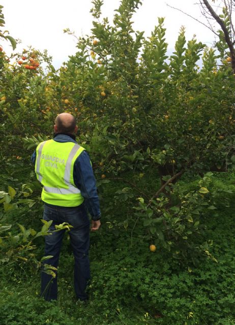 La Guardia Civil detiene a tres personas e imputa a otras dos por la sustracción de más de cinco toneladas de limones en Murcia y Lorca - 3, Foto 3