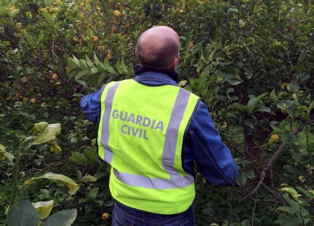 La Guardia Civil detiene a tres personas e imputa a otras dos por la sustracción de más de cinco toneladas de limones en Murcia y Lorca - 5, Foto 5