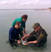 Medio Ambiente rescat ayer una hembra adulta de delfn listado en La Manga del Mar Menor que presentaba problemas de movilidad