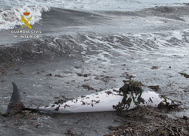 La Guardia Civil auxilia a un delfín varado en una playa de La Manga - 1, Foto 1