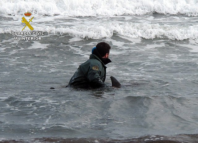 La Guardia Civil auxilia a un delfín varado en una playa de La Manga - 2, Foto 2