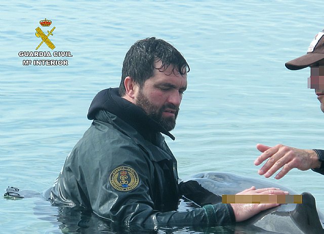 La Guardia Civil auxilia a un delfín varado en una playa de La Manga - 5, Foto 5