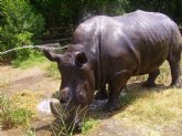 Expertos del parque Terra Natura Murcia tratan de un brote alrgico al rinoceronte blanco